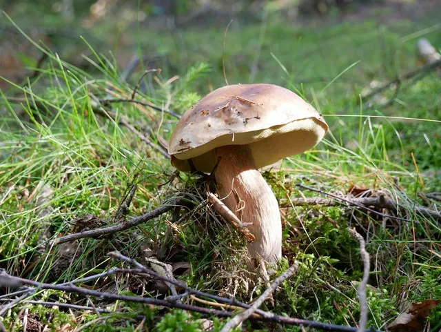 /media/384335/IMG_7077_produkt.jpg